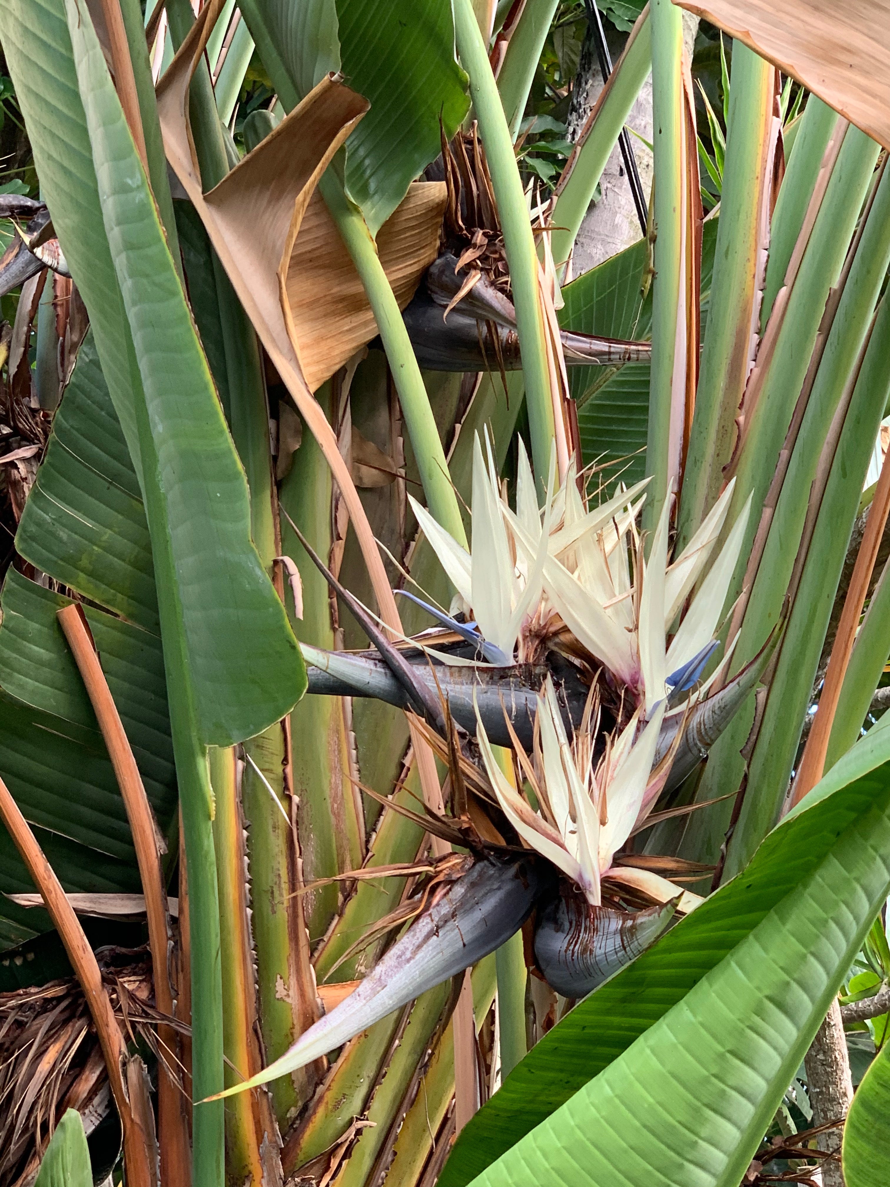 Pāpale (Hats)