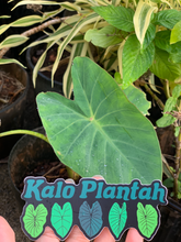 Load image into Gallery viewer, Kalo Plantah Sticker

