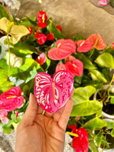 Load image into Gallery viewer, Pink Anthurium Sticker
